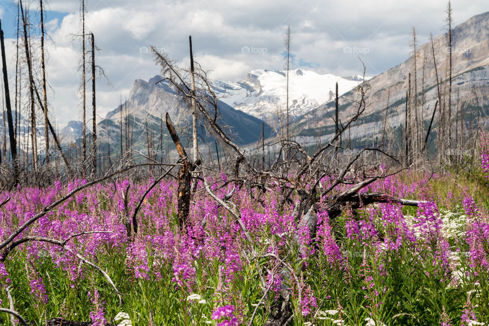 Fireweed meadow