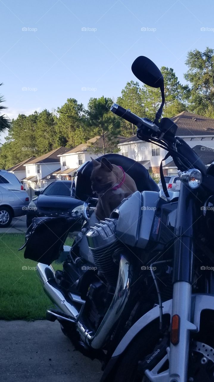 Frenchie wants to ride on the motorcycle