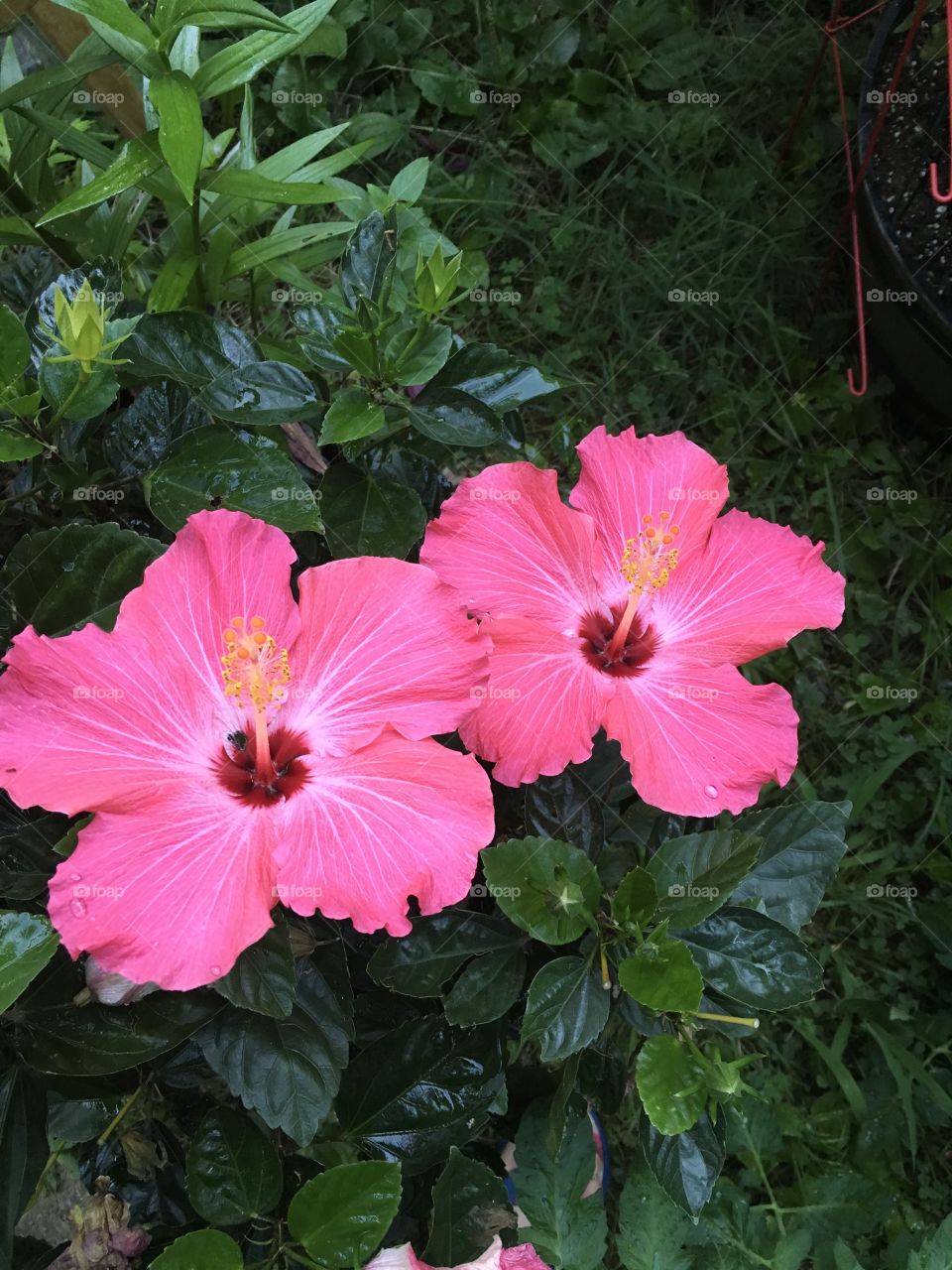 Hibiscus side by side :)