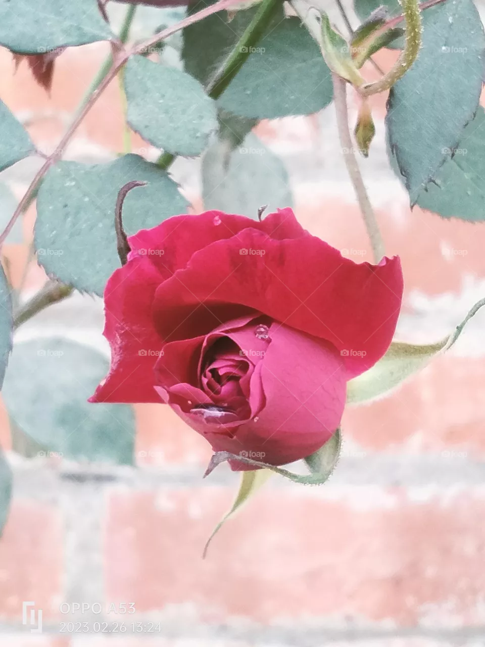 Rose flower 🌹