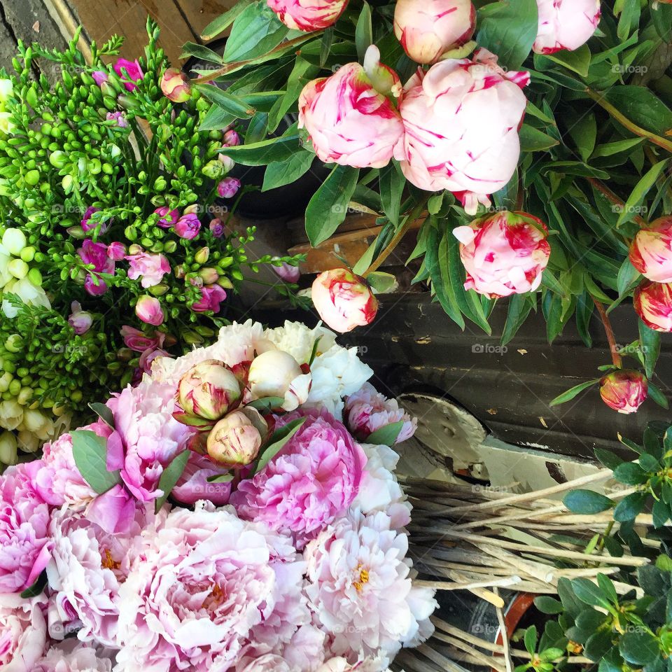 Different colored peonies in bloom 