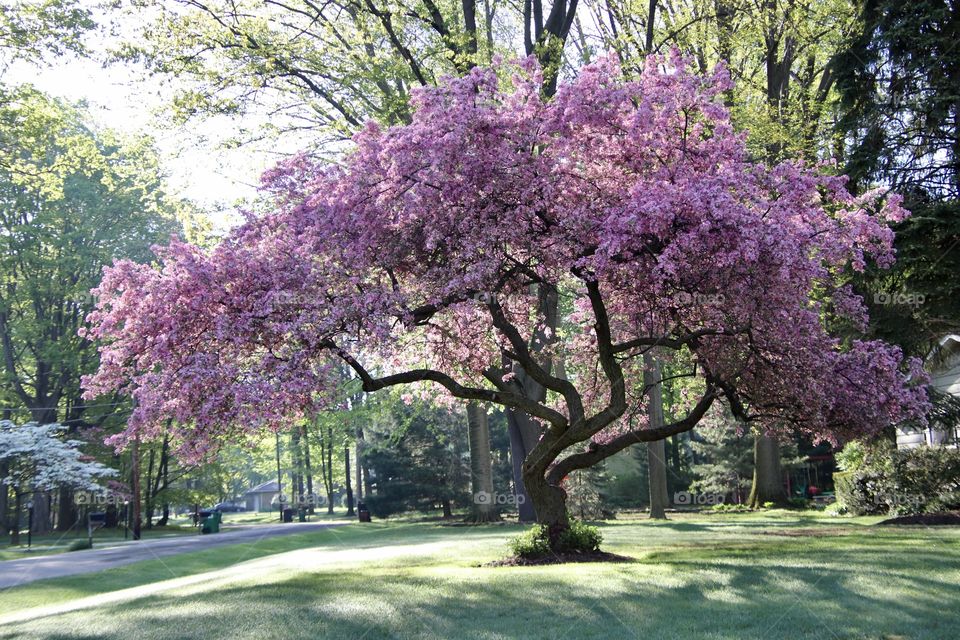 Beautiful tree in springtime with pink blossoms adorn neighborhood in northeast Ohio USA
