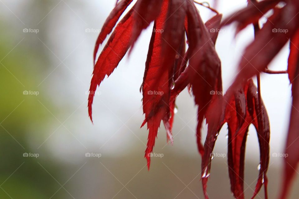 waterdrops dripping from red maple leaves.