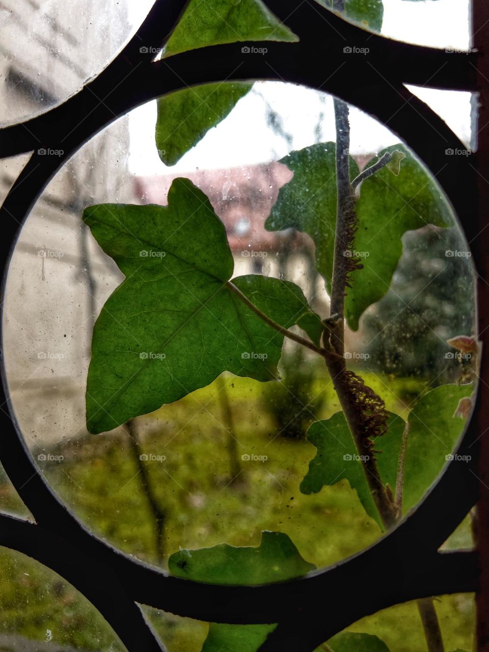 Ivy framed by a round window and look into the backyard.