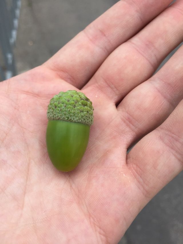 souvenir 