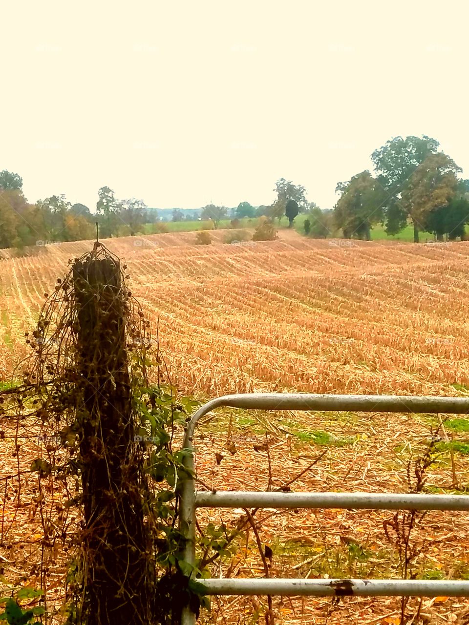 gate and gate post to a field