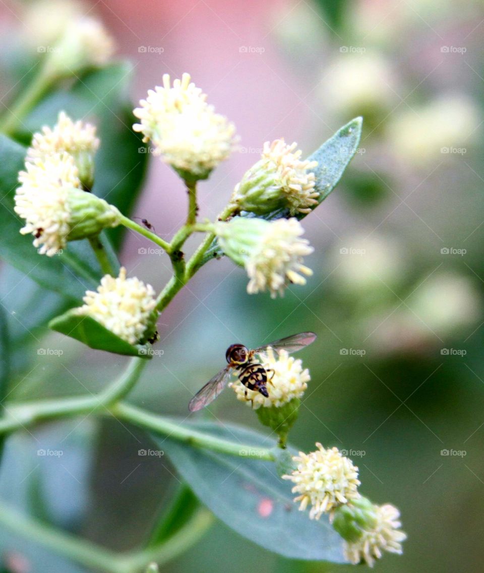 bee on flower.