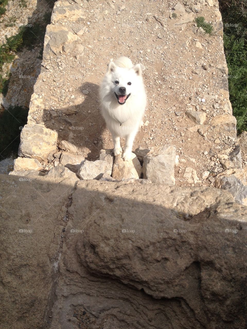 American Eskimo beautiful smiling dog. Traveling the world with his family and loving it!
