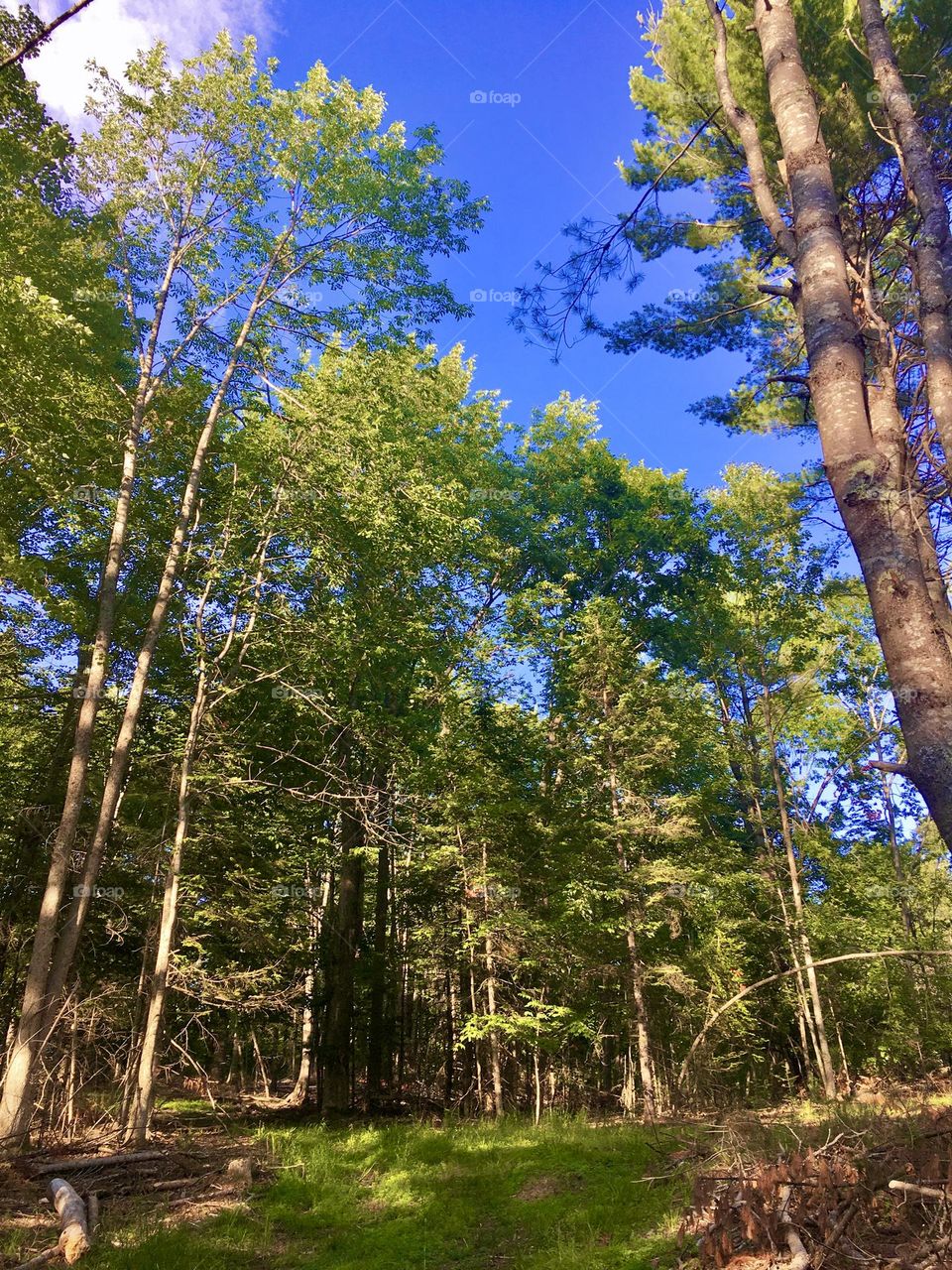 A clearing in a forest in Maine during Summer.