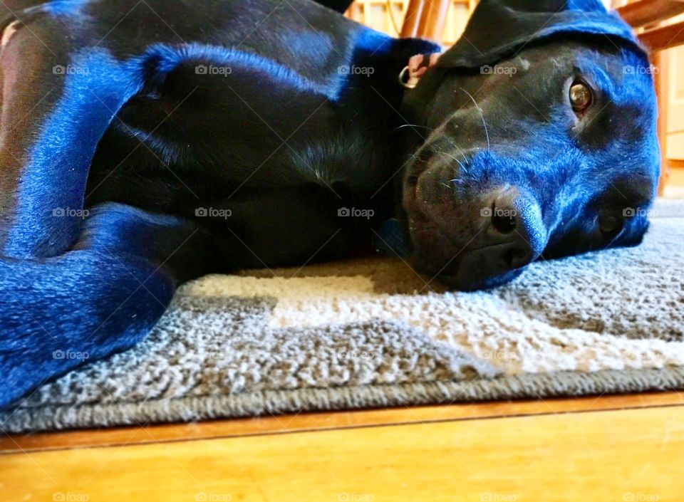 Lazy black lab