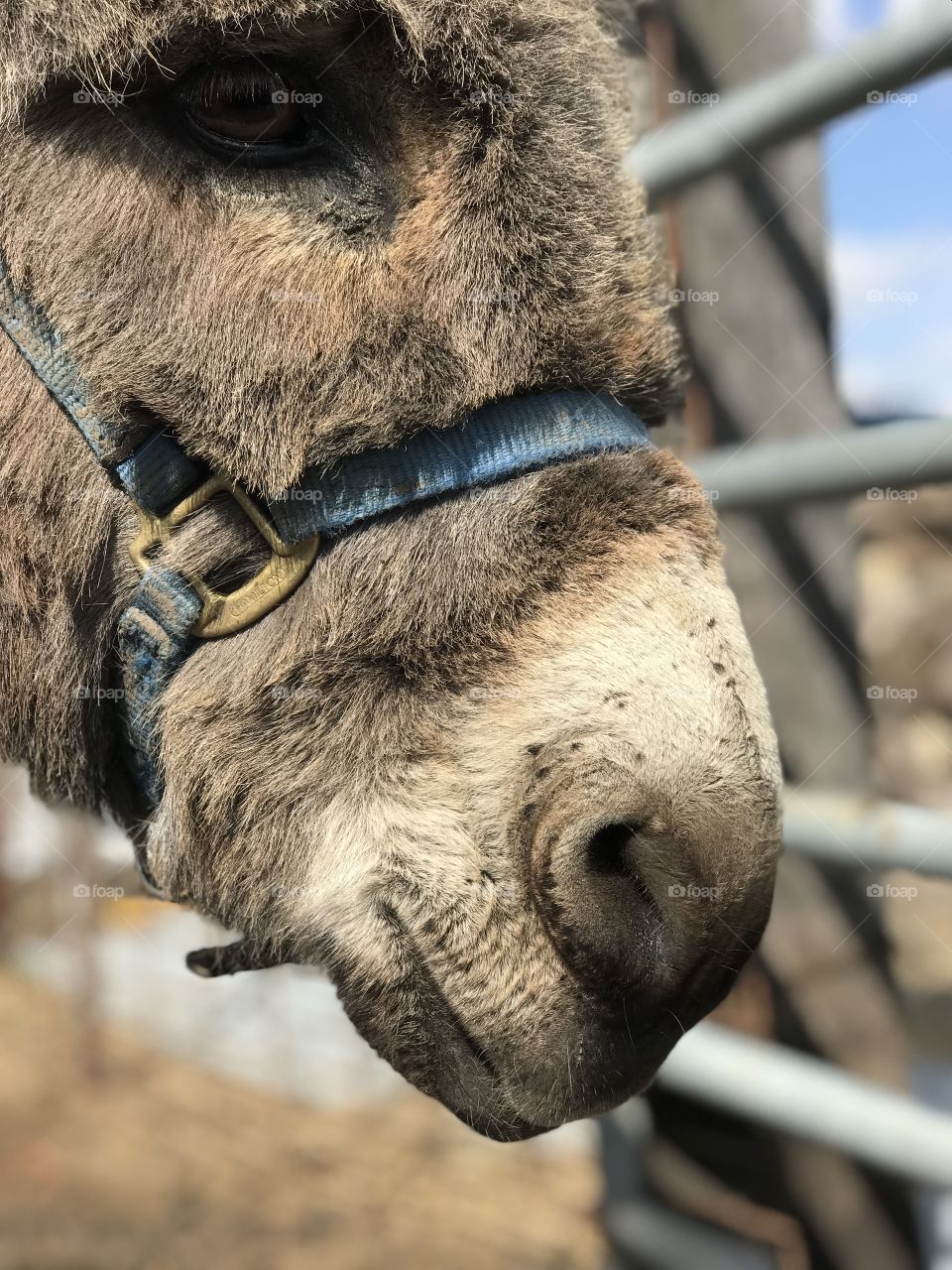 Donkey close up. Picture. Donkey. Farm. Spring.