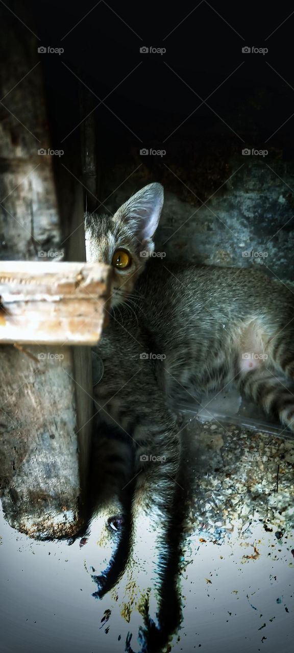 A cute kitten is under the corner of a wooden table