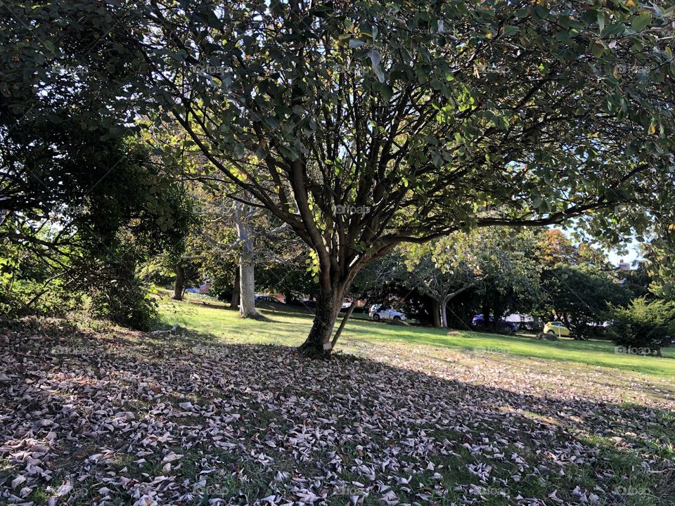 An early start to Autumn activity, as these leaves are more light brown that man yellow, but it all still looks impressive.