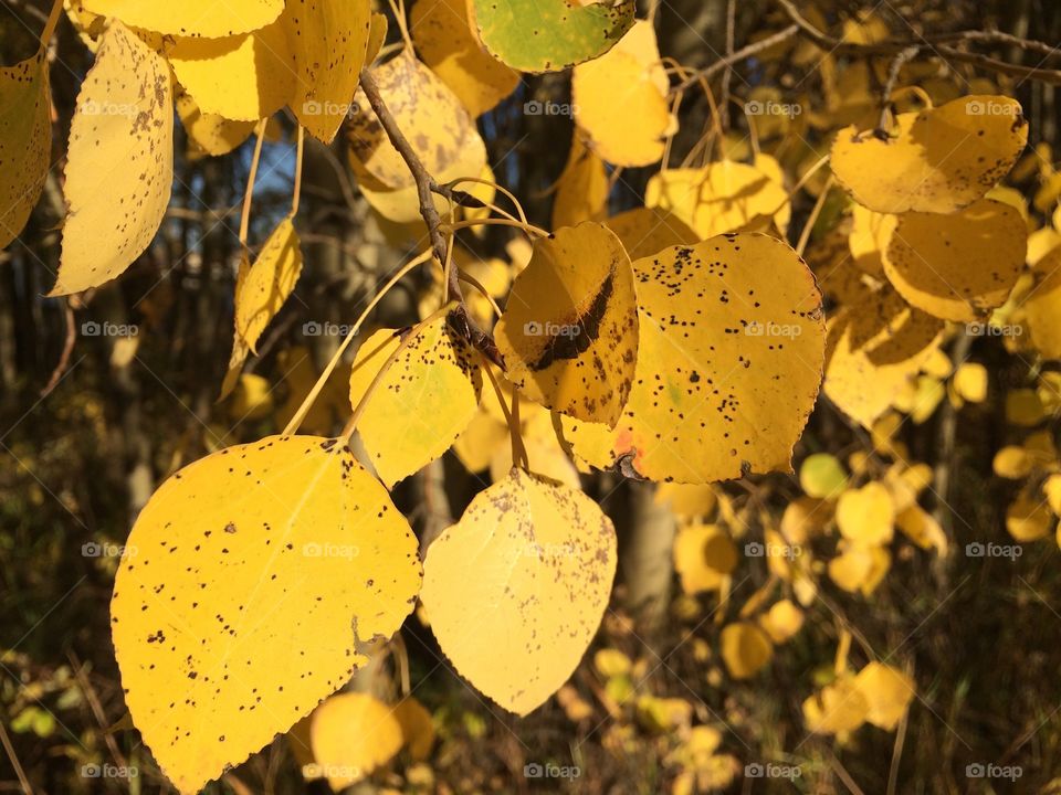 Yellow leaves