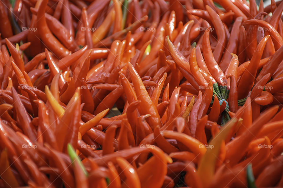 A fresh red chilli, lots of beautiful.