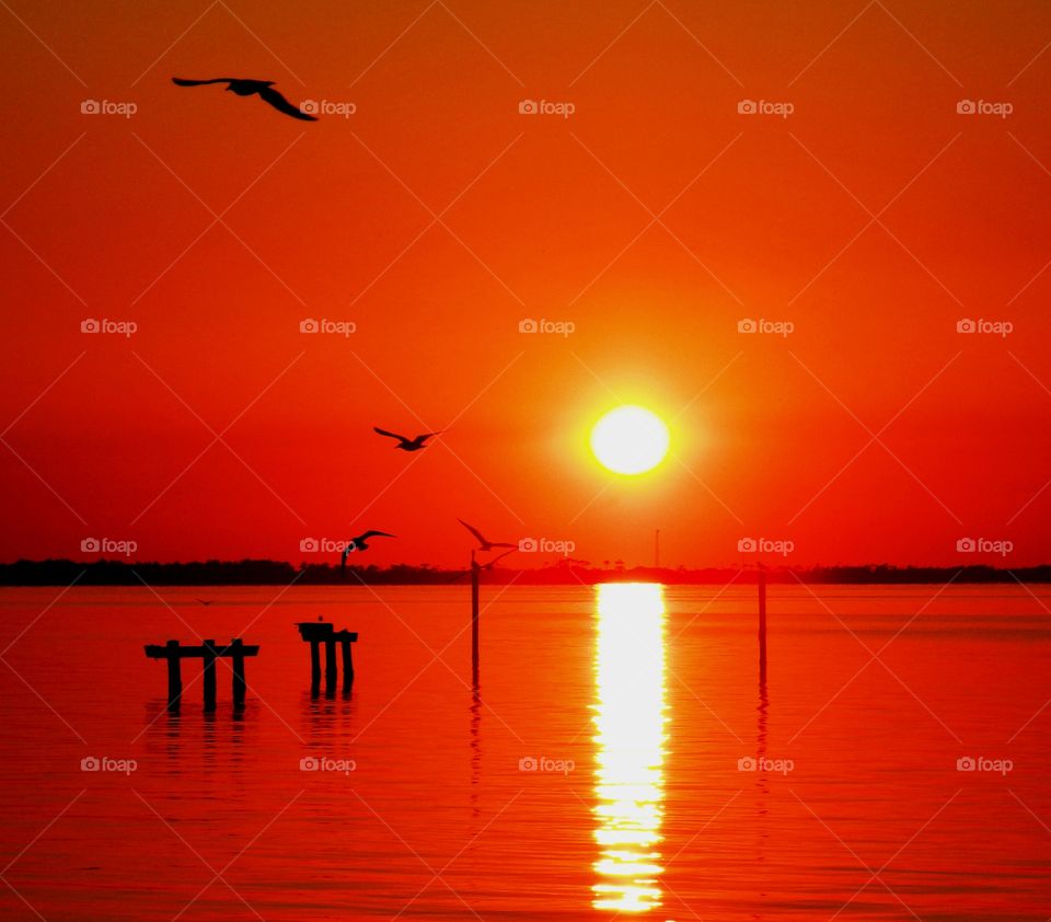 Sunset strip -  Birds fly high above the spectacular sunset over the shimmering bay in chase of their daily meal