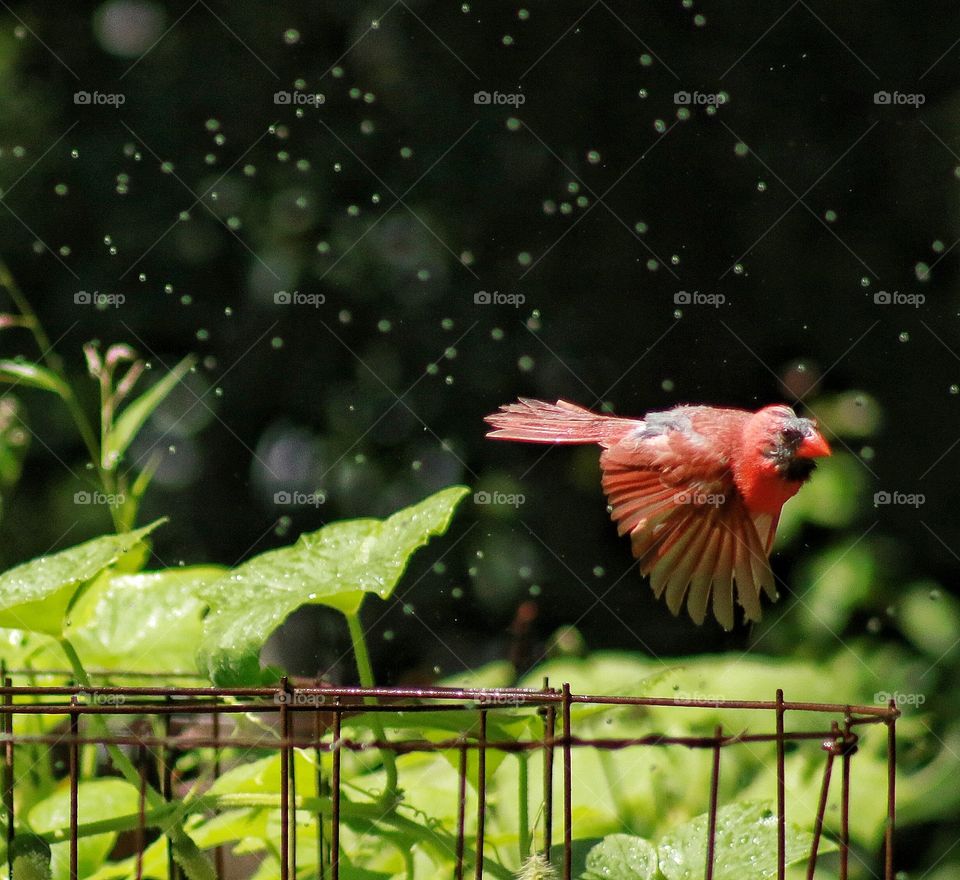 Flying through sprinkler 