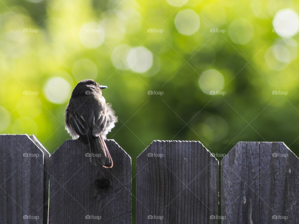 Small bird perching on wooden fence