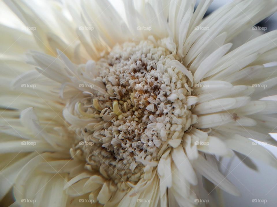 White Flower