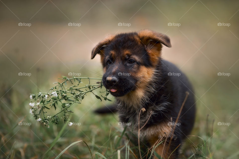 German Shepherd Puppy outdoor portrait