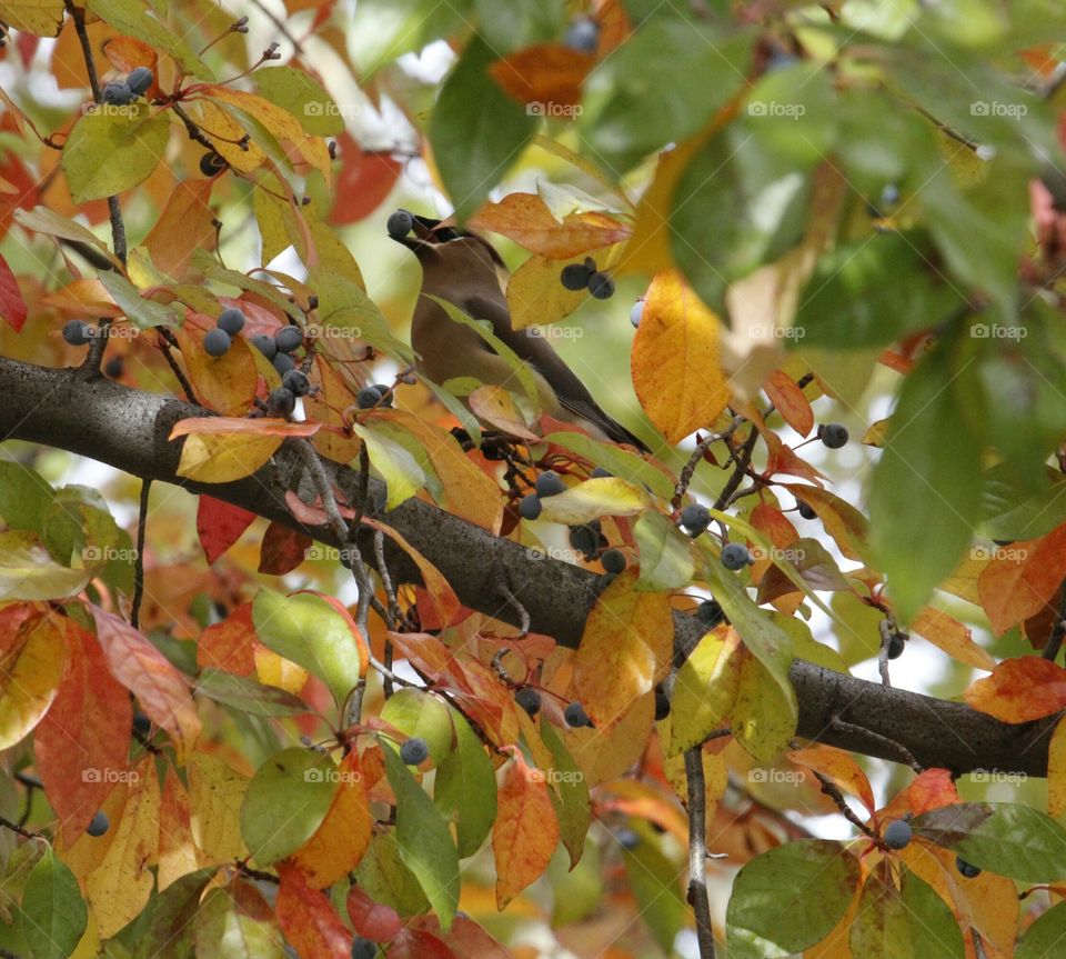 a bird eating a berry