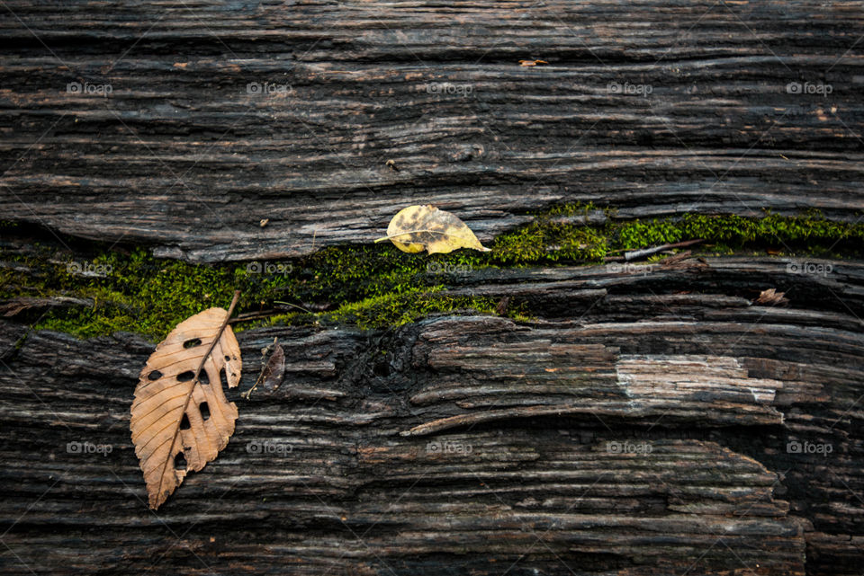 Moss and leaves