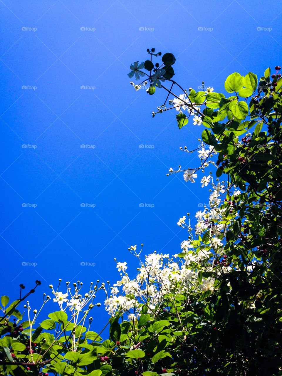 clematis against bright blue sky