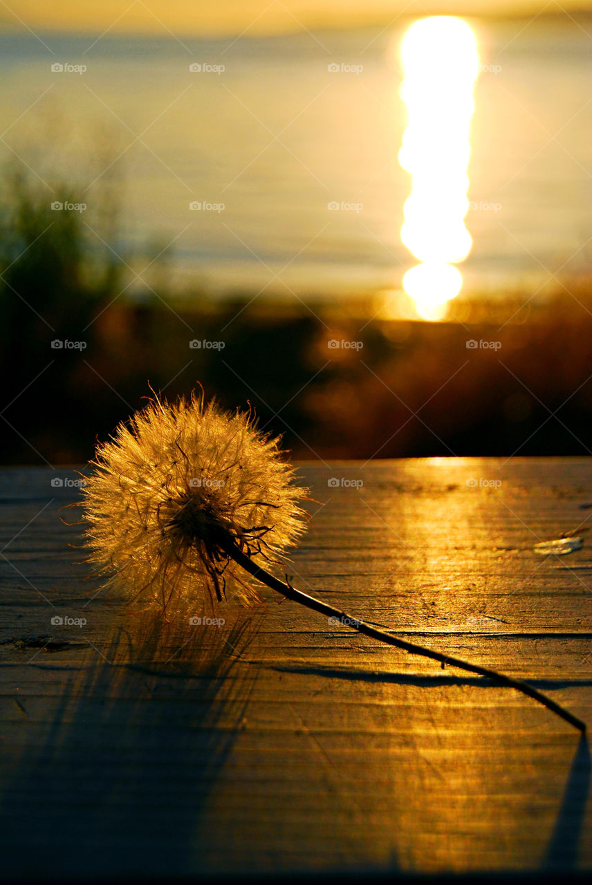 Dandelion @ sunset