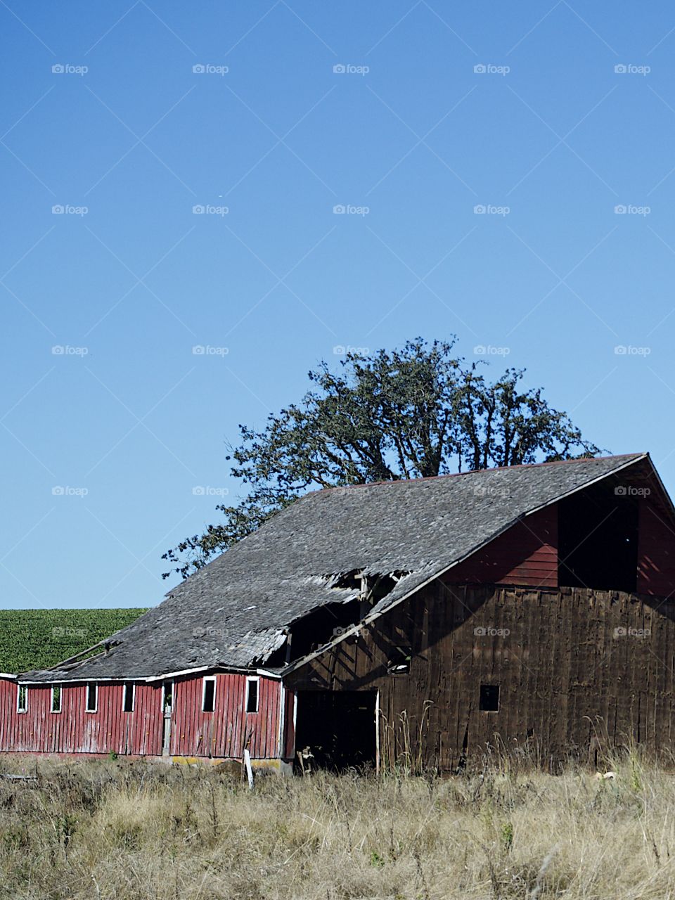 A broken down old red barn next to a field with shade trees in the rural farmland of Western Oregon sunny fall day. 
