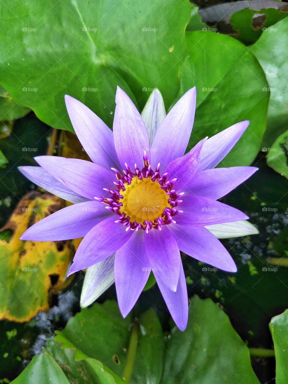 Beautiful flower.