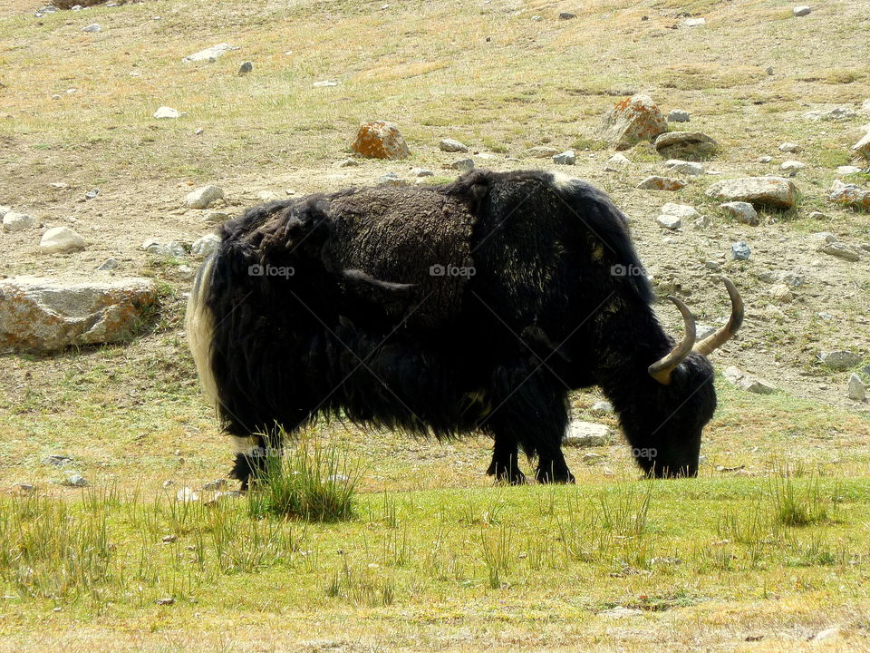 view of zho in the field