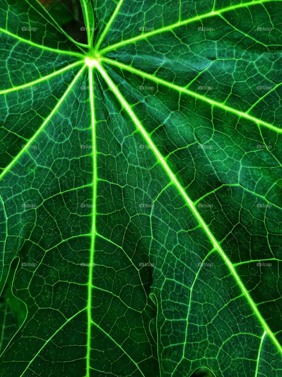 Leaf