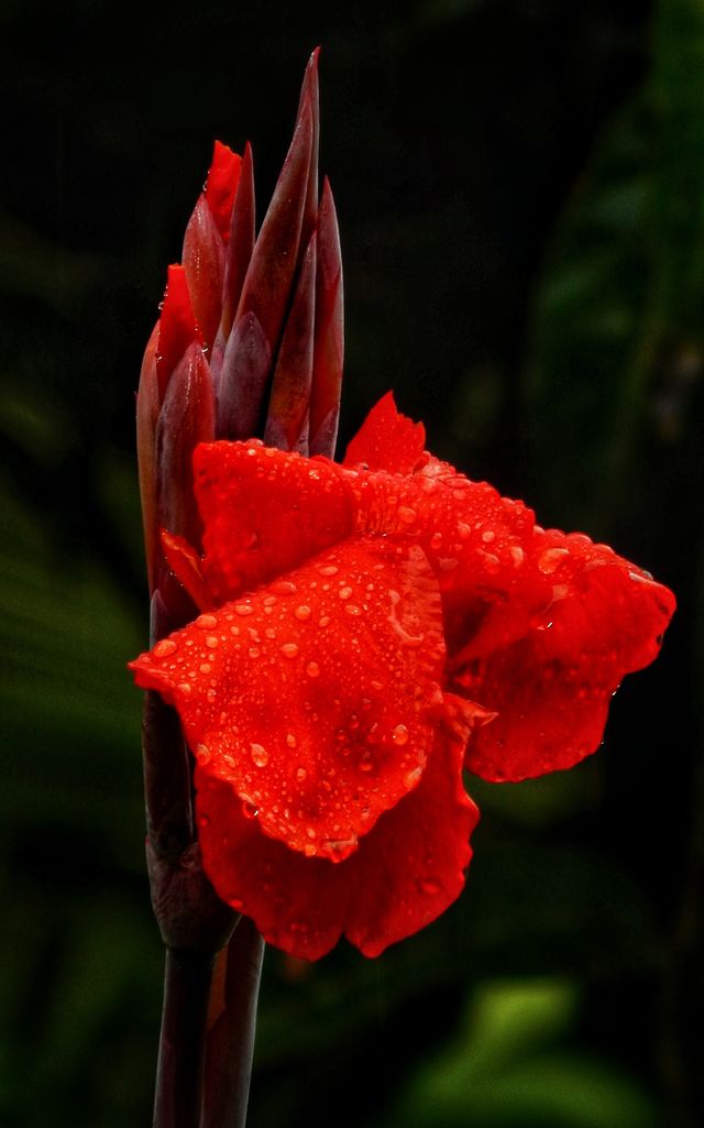 Rain and Red!