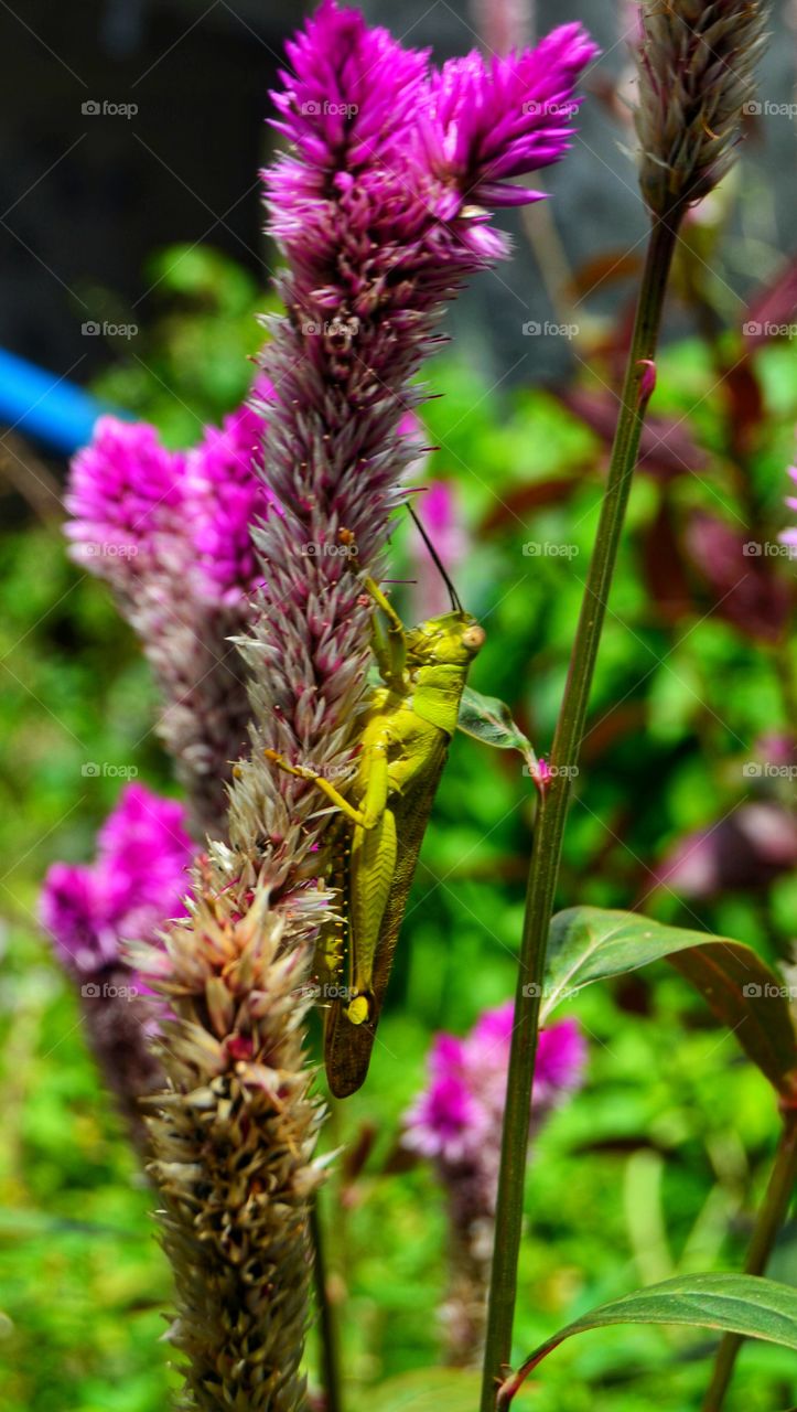 grasshopper on the purple flower