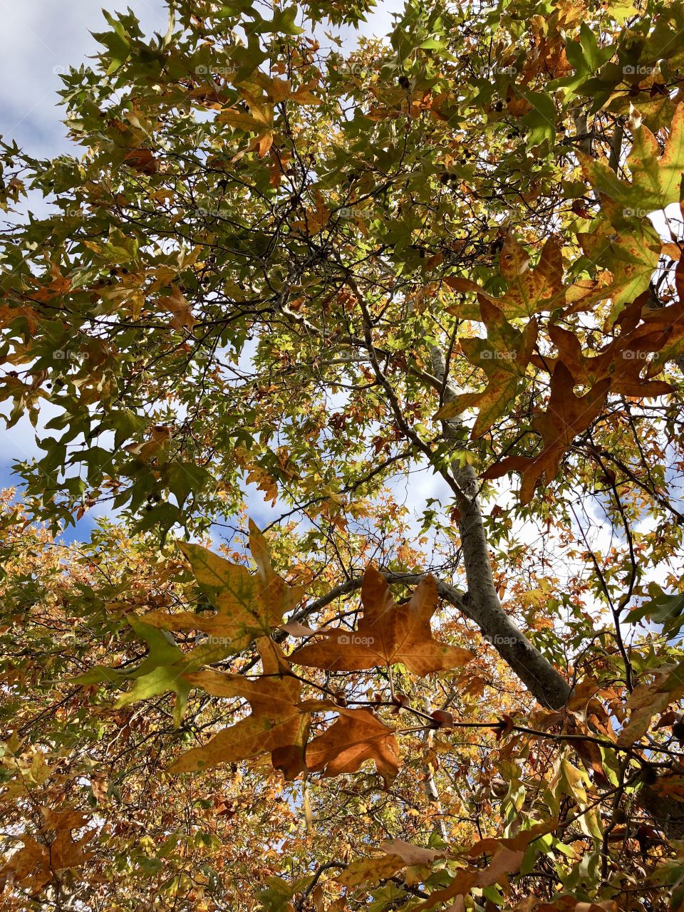 Spectacular Fall Trees and Foliage