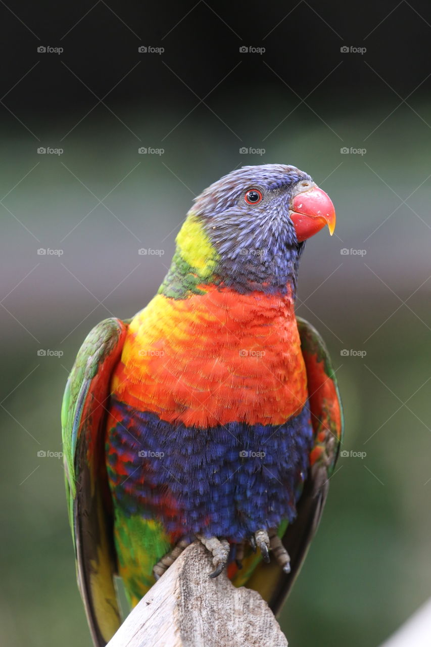 Parrot