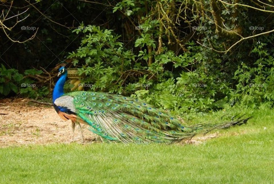 Grand peacock