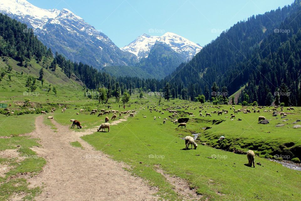 Herd of sheep treading in the Aru Valley