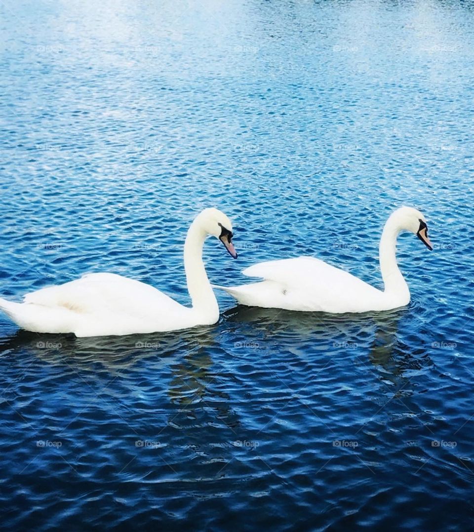 SWANS
