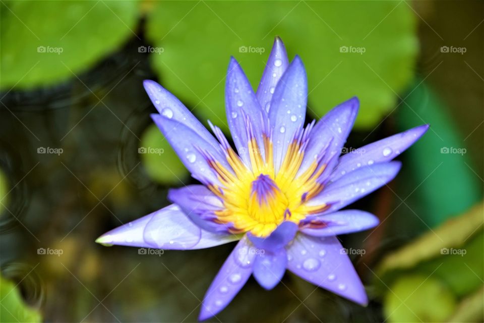 Bluish purpled Lotus flower in the pond 