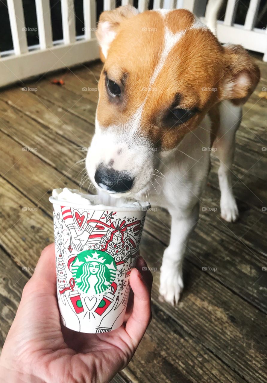 Puppy licking whipped cream out of a Starbucks puppacino 