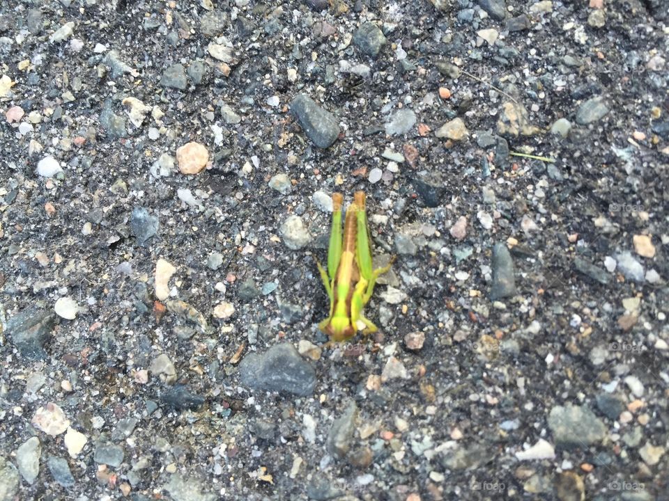 Hello grasshopper