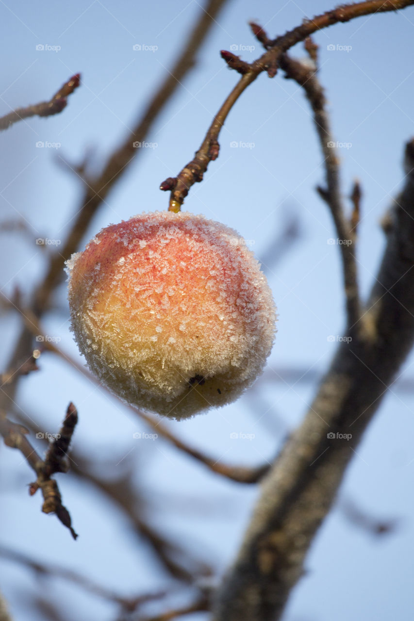 Close-up of frozen apple
