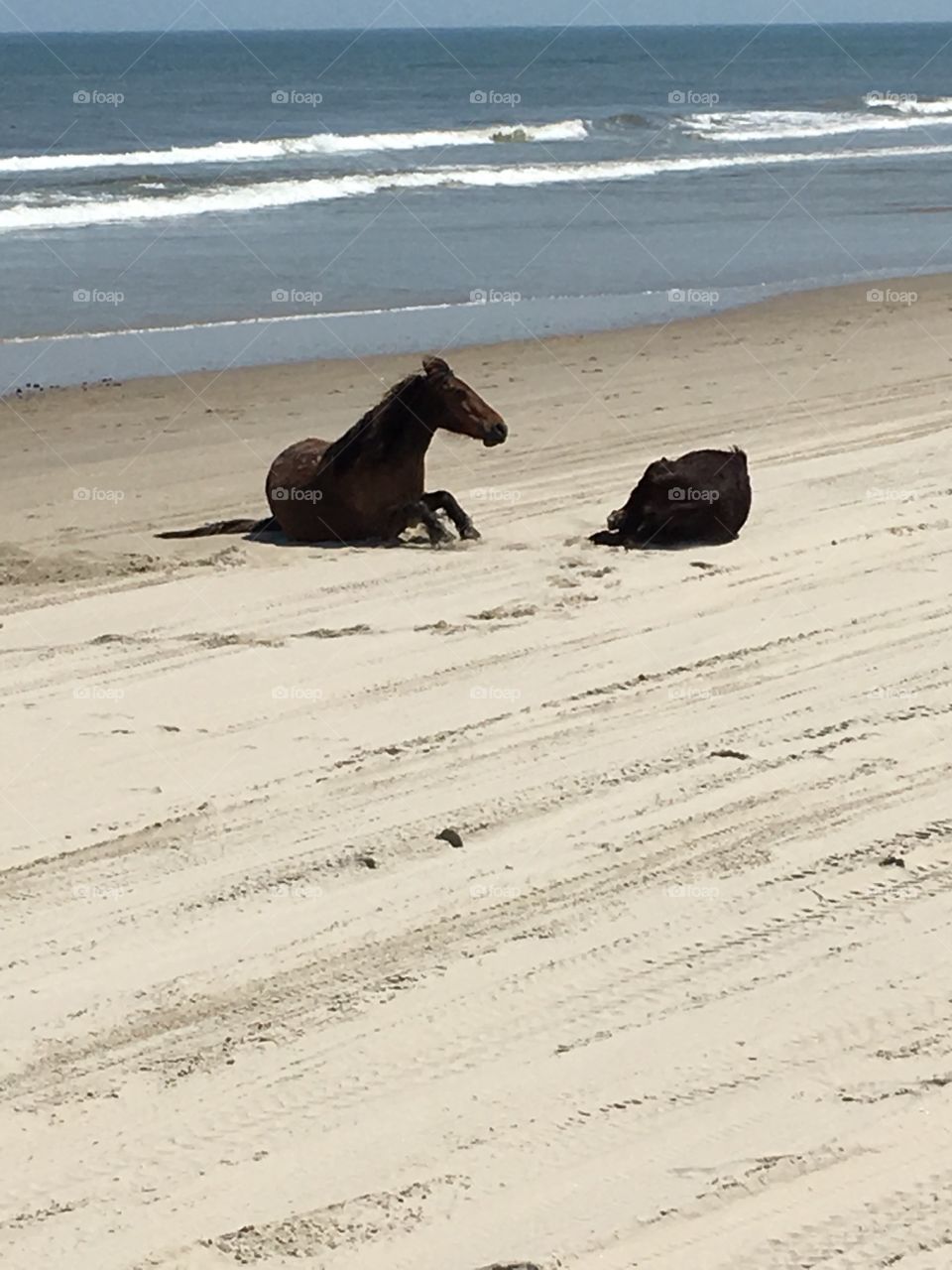 Wild horses on beach rolling in the sand