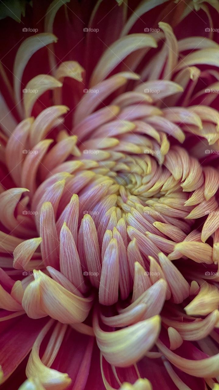 Beautiful chrysanthemum
