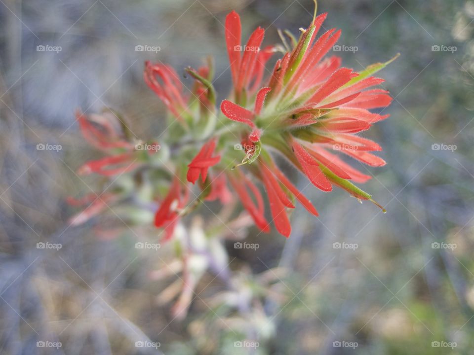 A detailed closeup of the bright red petals of wild Indian Paintbrush high in the mountains of Central Oregon on a sunny summer morning. 