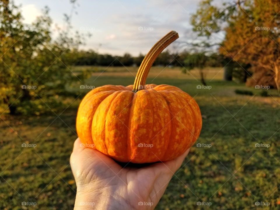 Hand Holding a small pumpkin 🎃 outside in fall