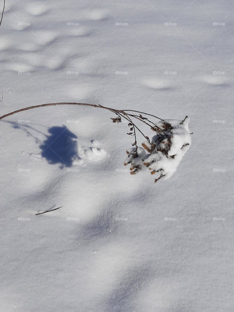 meadow flower declining under snow and its shadow