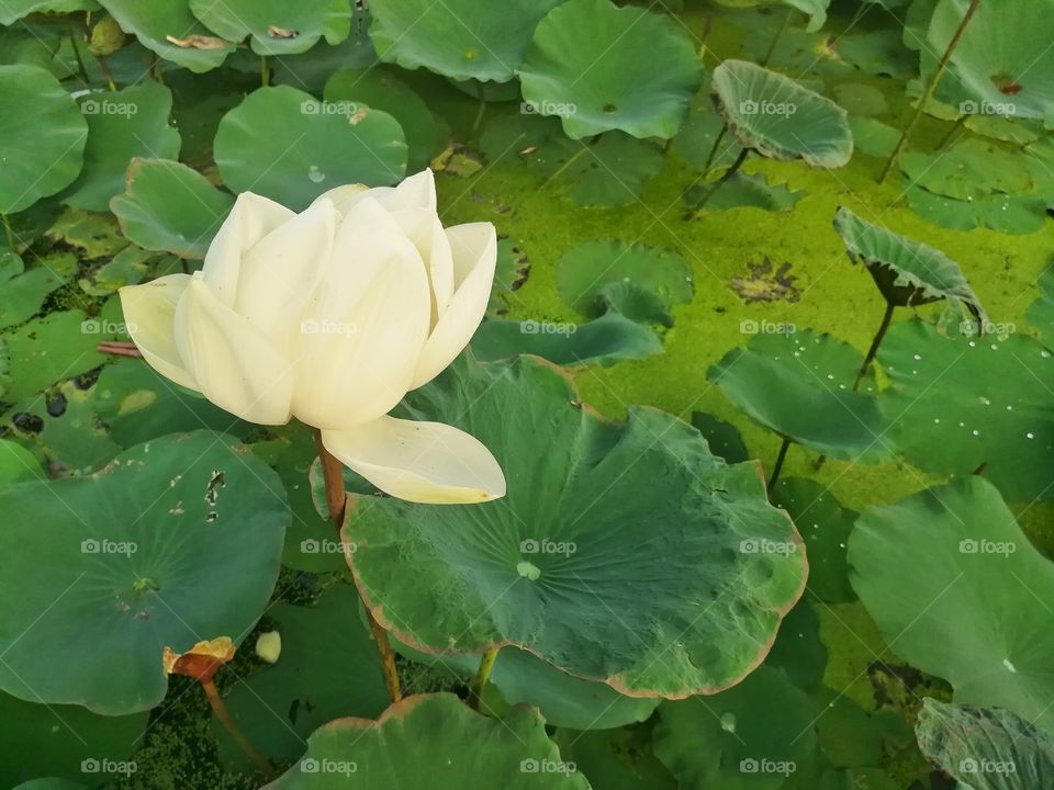 White lotus in the natural pond. beauty in the natural.