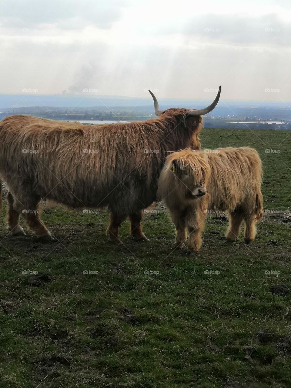 Highland Cows, “Basking in the afternoon sunset” 